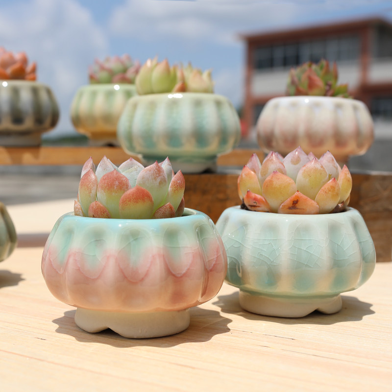 新款南瓜多肉植物花盆创意个性清新彩虹冰裂流釉可爱控养小盆特价,鲜花速递/花卉仿真/绿植园艺,花盆,淘宝优惠券,粉丝福利购,淘宝优惠卷
