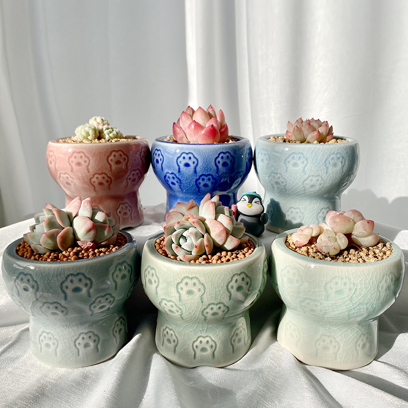 陶瓷简约多肉花盆糖果色熊掌印章