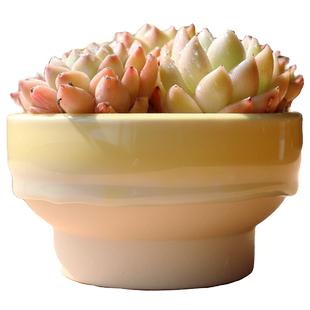 大口径简约清新冰裂釉多肉花盆拼盘PP生石花个性创意群生肉肉大盆