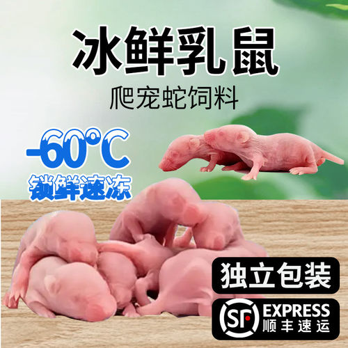 冰冻乳鼠红皮冻鼠冰冻小白鼠