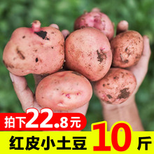云南土豆红皮黄心小土豆小洋芋小马铃薯10斤带箱