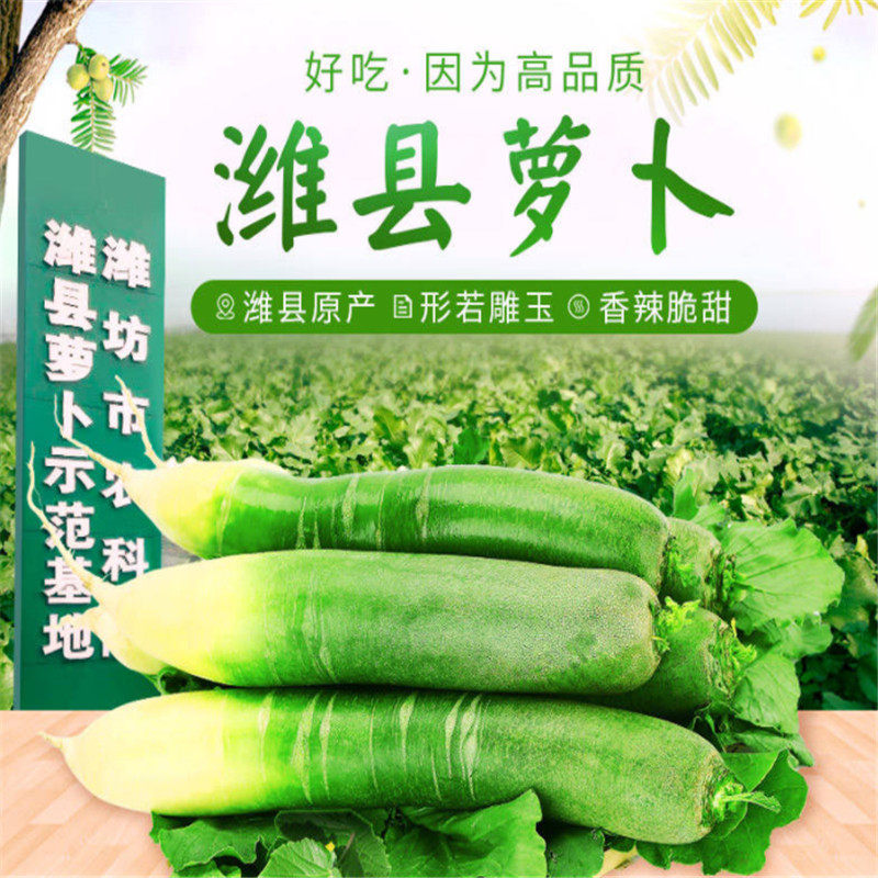 新鲜水果萝卜正宗潍坊萝卜潍县青萝卜脆甜生吃现拔现发5斤装10萝