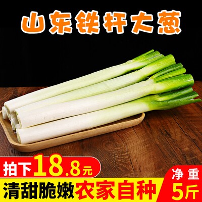 山东章丘新鲜铁杆大葱香葱蔬菜