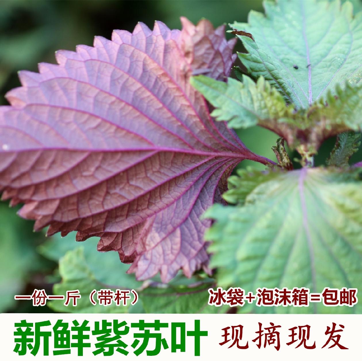 野生紫苏叶蔬菜新鲜天然现摘紫苏食用调料提香去腥净重500克包邮