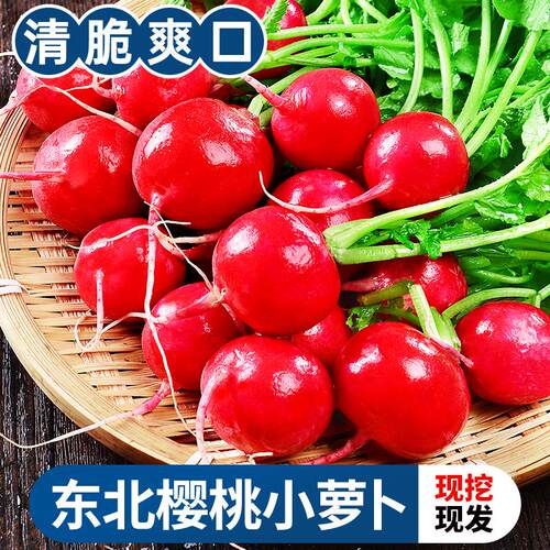 甘福园东北新鲜樱桃萝卜5斤当季水果小红萝