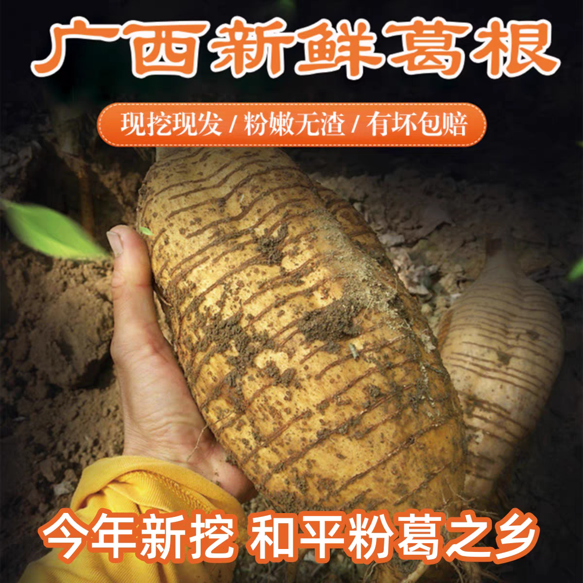 新鲜葛根广西粉葛根无渣现挖大山野生葛根煲汤泡酒解酒葛根新鲜包