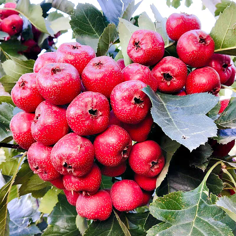 新鲜山楂果，现摘现发