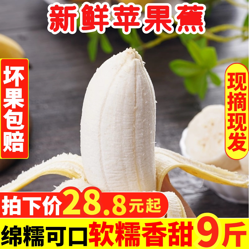 云南苹果蕉当季新鲜水果高山甜大香蕉自然熟软糯香甜9斤包邮批发