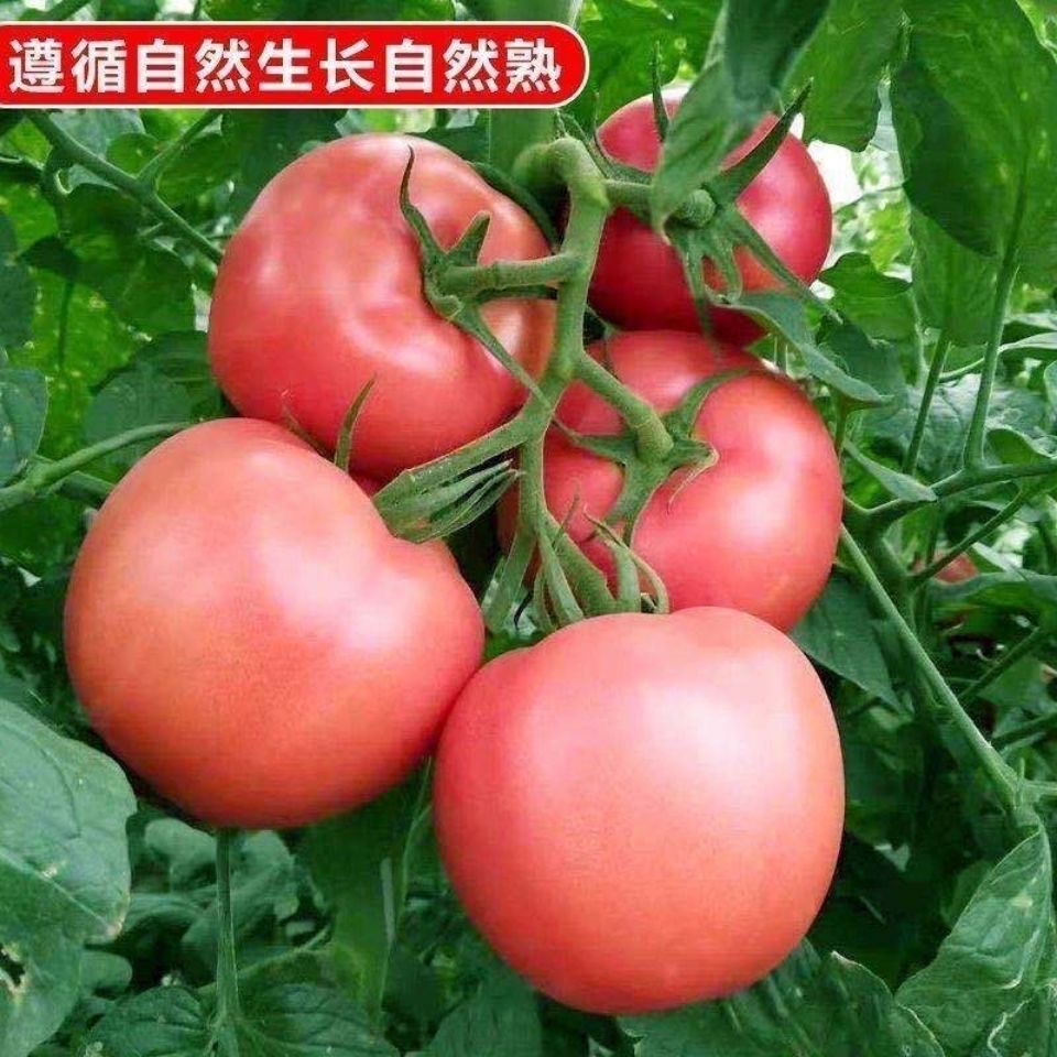 新疆吐鲁番西红柿现摘沙西红柿5斤孕妇生吃水果蔬菜普罗旺斯番茄