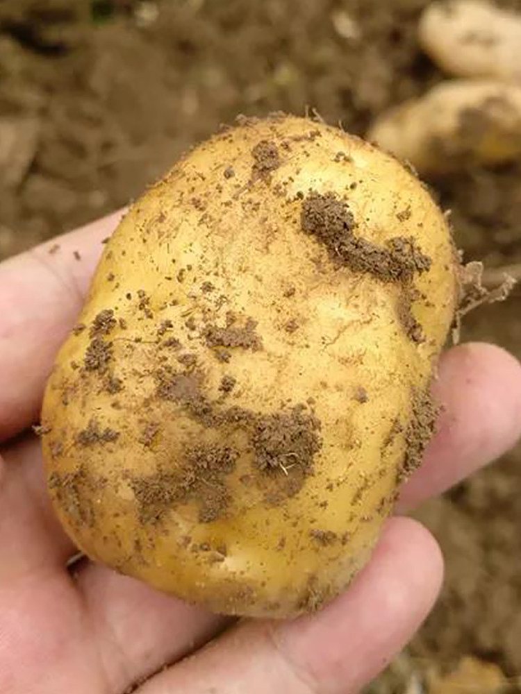 恩施小土豆洋芋高山农家自种富硒迷你马铃薯新鲜蔬菜净重5斤