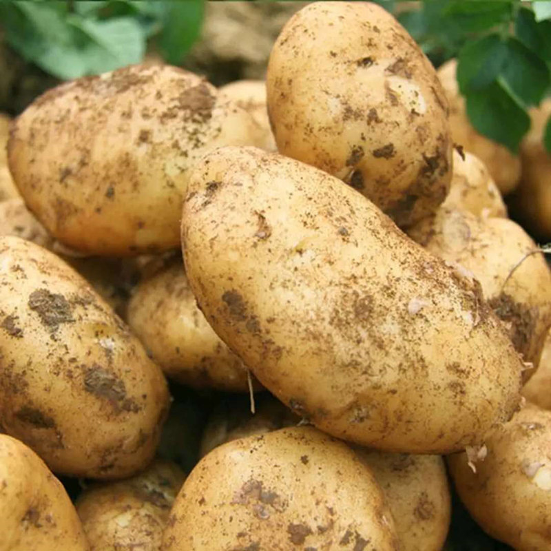 荷兰黄心土豆新鲜现挖带甜农家自种8斤包邮应季蔬菜洋芋马铃薯