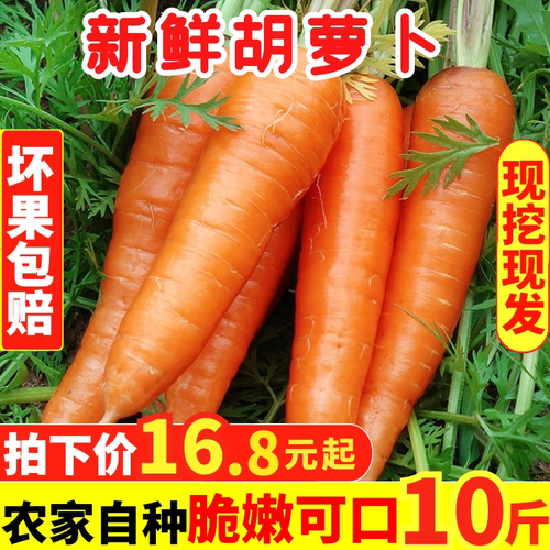 净重新鲜水果原生态带土胡萝卜