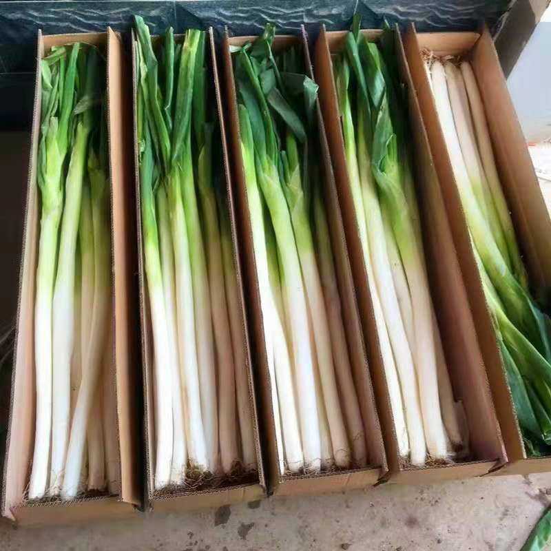 山东当季铁杆大甜葱新鲜蔬菜源产地直发新鲜现挖新鲜5斤批发包邮