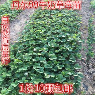 耐寒冬的爬藤花卉小叶扶芳藤攀缘植物四季常青可护坡绿植奶油草莓