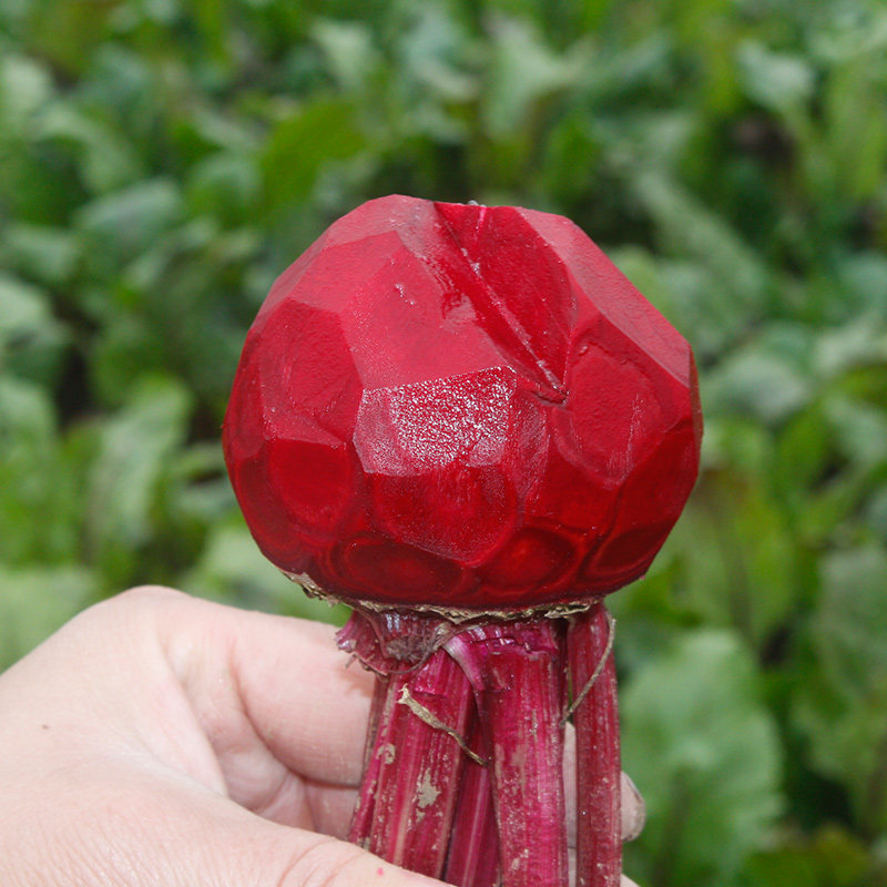 甜菜根5斤新鲜蔬菜甜菜头红菜头菜头甜根菜现挖包邮当季农家