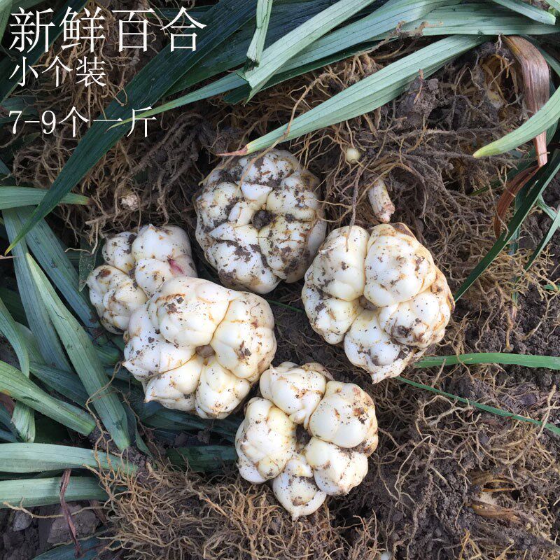 新鲜百合药食同源现挖生百合食用药百合1斤卷丹百合微苦5斤包邮