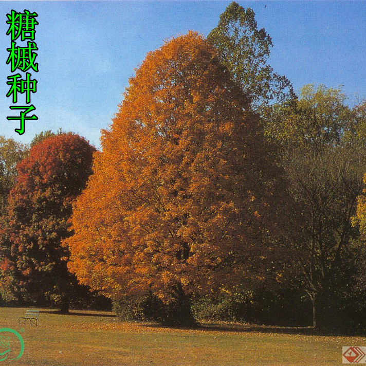 林木种子新采糖槭银白树种子枫树