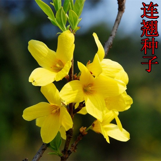 多年生草本药用 连翘种子 木犀科花卉绿植盆栽园艺易种耐寒种籽