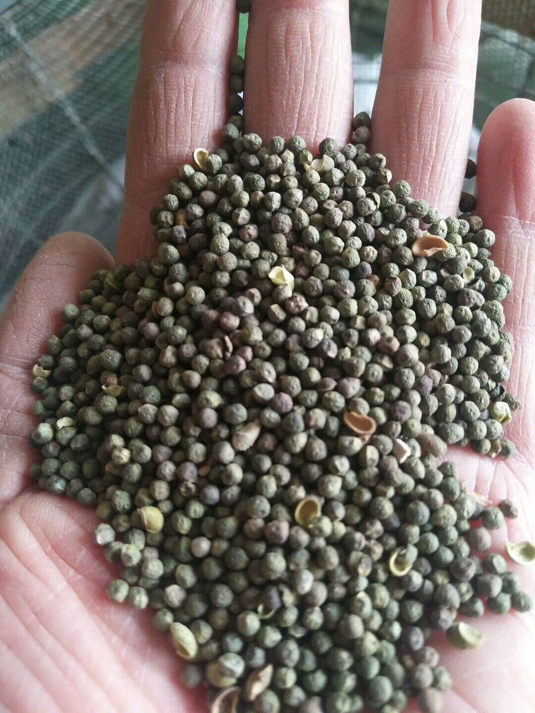 珍珠透骨草种子透骨草材种子药材种子供应透骨草材种籽