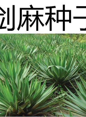 龙舌兰绿植围墙种子