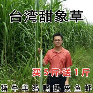 台湾甜象草子种多年生像草种孑四季牧草田象草种子新型皇竹草籽黄