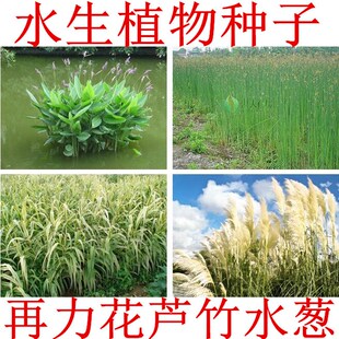 水生植物 再力花种子 睡莲籽花叶芦竹黄蒲芦苇水葱梭鱼草鸢尾种子