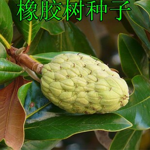 销售林木种子  橡胶树种子 三叶橡胶树、巴西橡胶树 保证