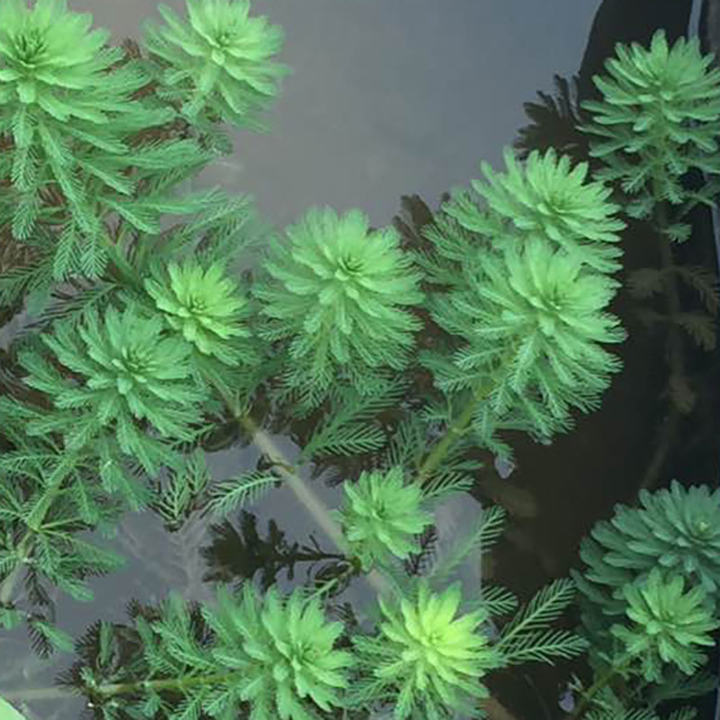 狐尾草 狐尾藻 水草水生花卉水培室内阳台净化水质微景观养鱼虾缸