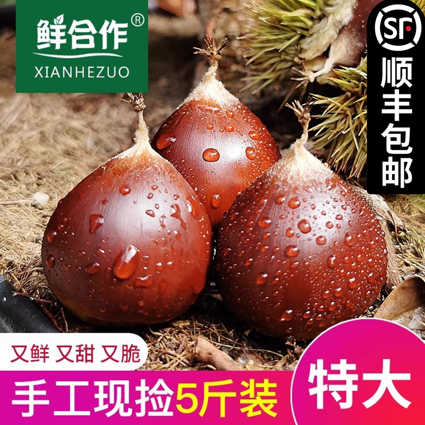 【顺丰包邮】2025年新鲜板栗生新鲜毛栗子现摘建瓯锥栗高山油栗子