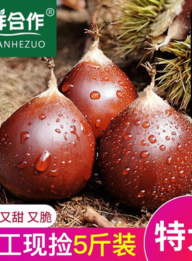 【顺丰包邮】2025年新鲜板栗生新鲜毛栗子现摘建瓯锥栗高山油栗子