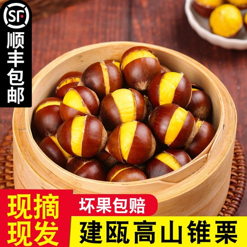 农家现摘锥栗鲜合作野生板栗栗子