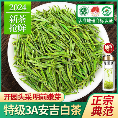 安吉白茶2024新茶特级3A茶叶500g