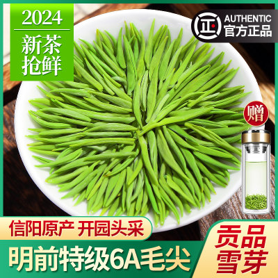 信阳毛尖2024新茶特级6A贡品茶叶