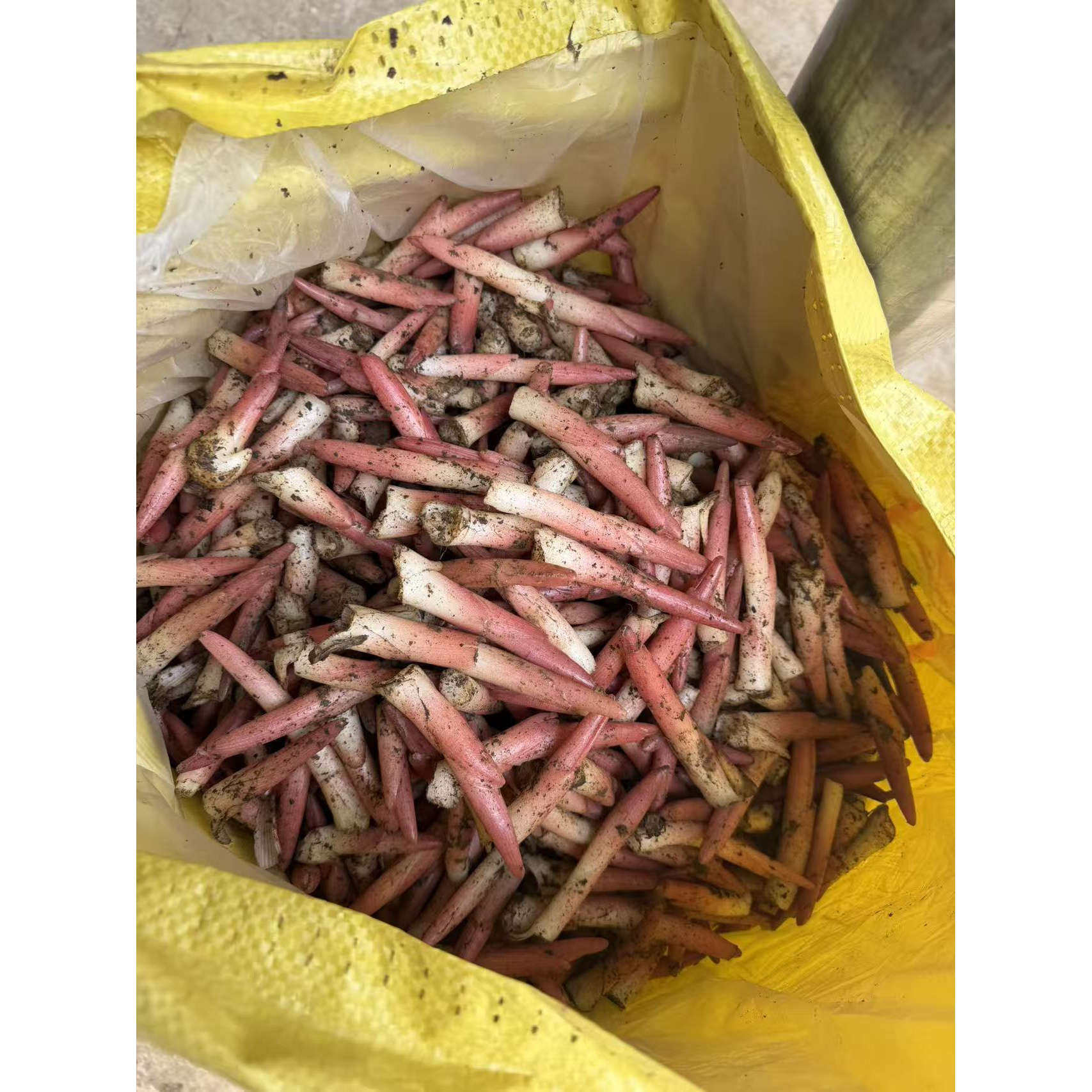 新鲜阳荷姜阳禾姜腌洋荷洋河姜下饭菜高膳食纤维营养菜嫩芽可口
