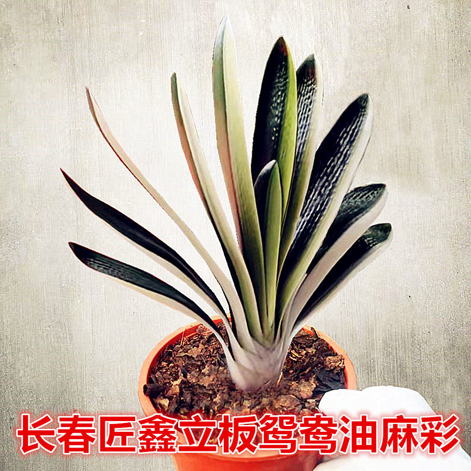 立板鸳鸯油麻瓷白宽短叶