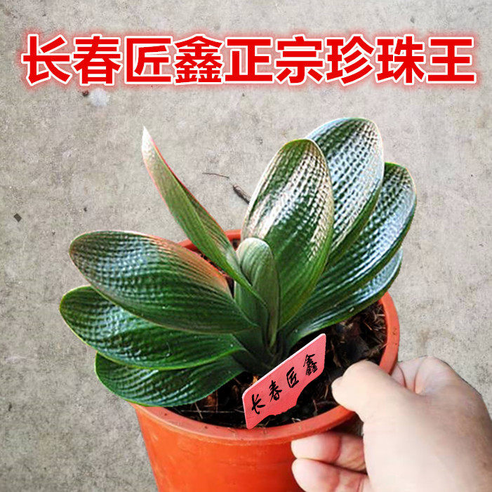 长春君子兰精品圆头宽短叶小苗