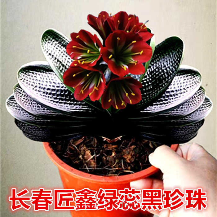 长春精品君子兰 高端宽短叶绿蕊黑珍珠 元宝和尚坑纹油匠花卉小苗