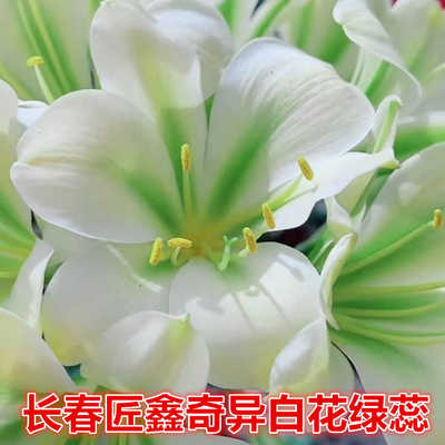 奇异白花君子兰保真对版绿蕊