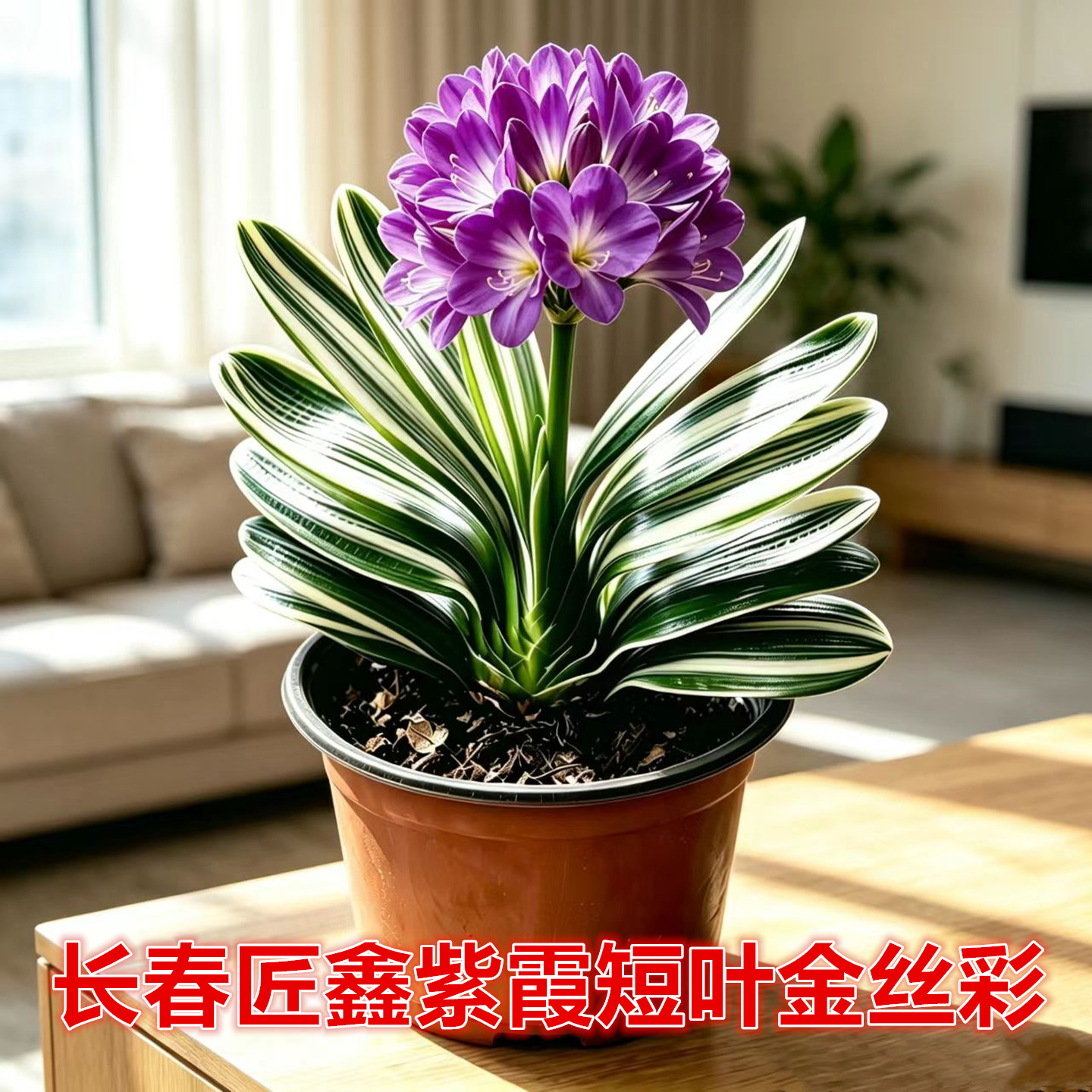 匠鑫短叶金丝彩君子兰易养盆栽