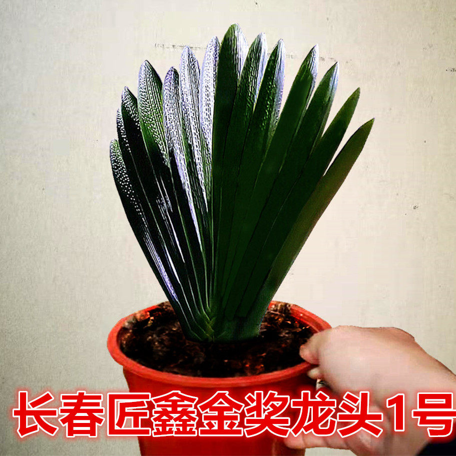 君子兰高端名贵麻脸油匠短叶立板