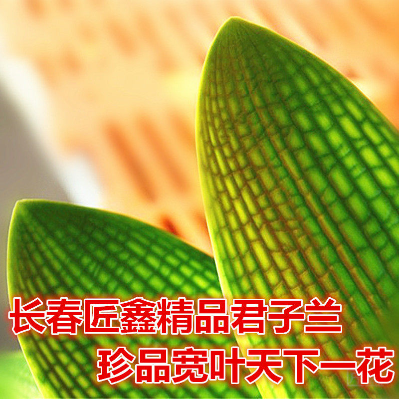 长春君子兰精品国兰一花蜡膜花脸圆头宽叶立板黑筋黄底粗筋小苗