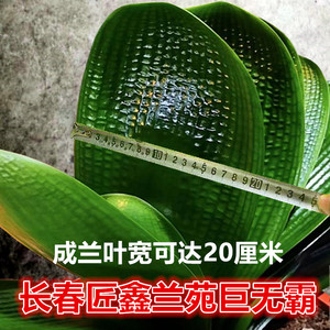巨无霸粗筋麻脸油匠和尚君子兰