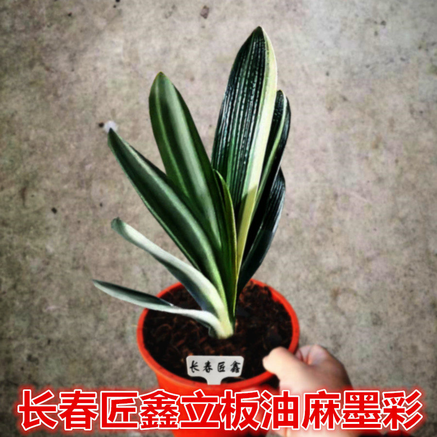 长春精品君子兰立板油匠麻脸金丝墨彩鸳鸯覆轮一线天花卉盆栽绿植
