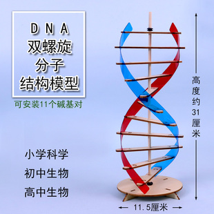 DNA分子结构模型双螺旋结构拼装材料包DIY自制制作STEAM教育碱基