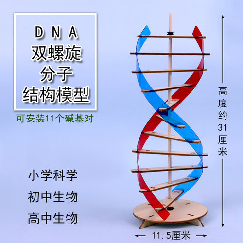 DNA分子结构模型双螺旋结构