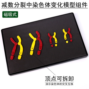 减数分裂中染色体变化模型组件磁吸式磁贴高中生物实验器材教学仪