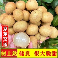 （京东空运）广东石硖储良龙眼新鲜10斤现摘发高州桂圆当季甜水果