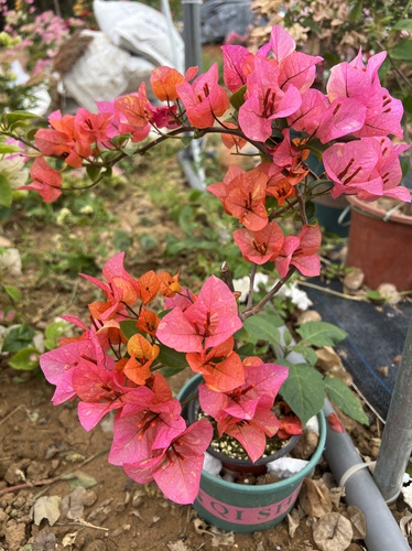 阿达娜三角梅漳州绿植花卉盆景小盆苗