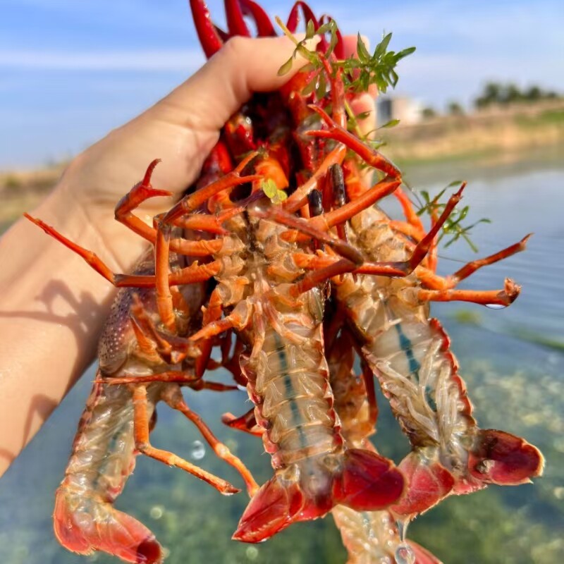 品鄂生鲜清水小龙虾鲜活湖北特大虾新鲜水产稻田虾红虾活体小龙虾