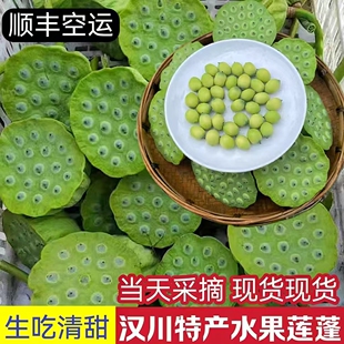顺丰空运汉川新鲜采摘莲蓬头太空莲现摘生吃水果莲嫩莲蓬莲子米